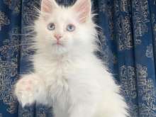 Adoráveis ​​gatinhos maine coon